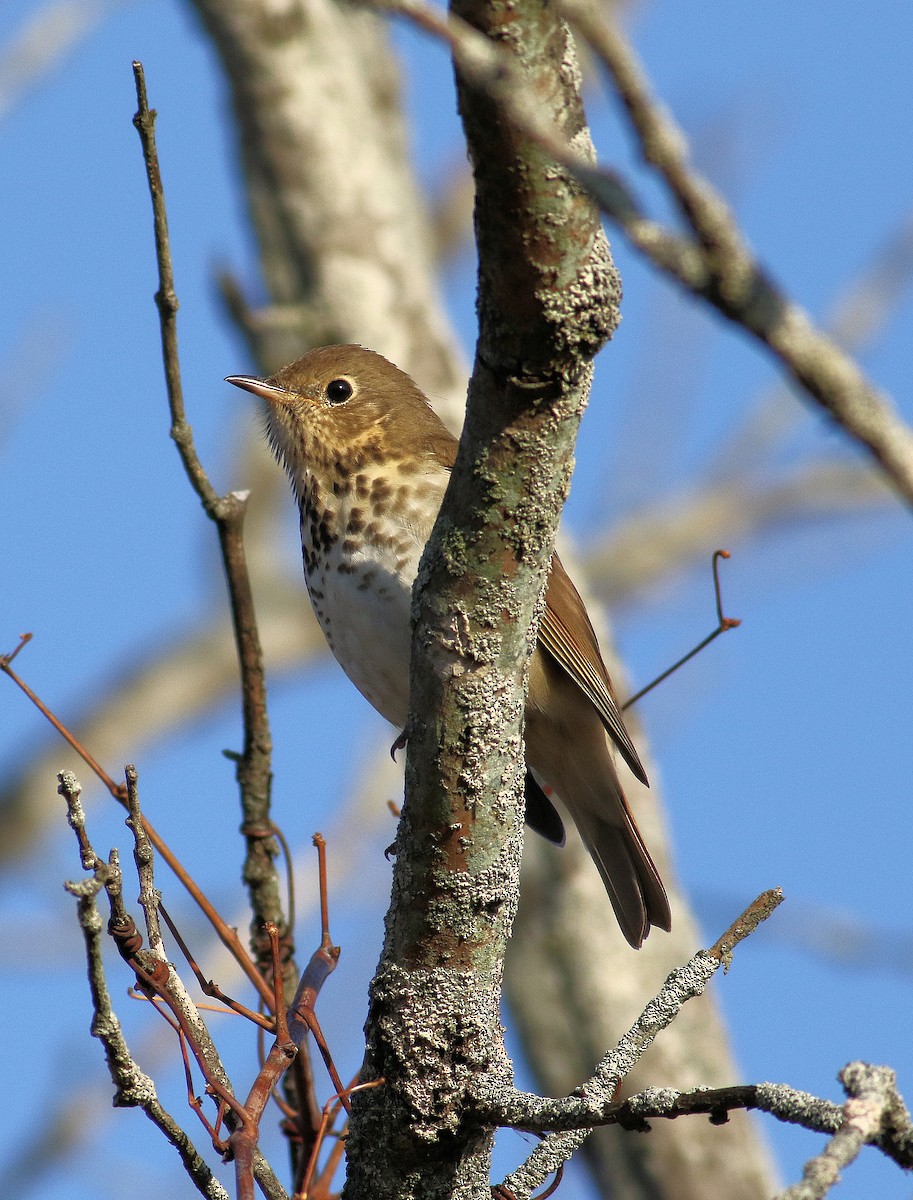 eremittskogtrost - ML644545646