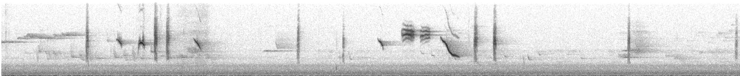 Tasmanian Thornbill - ML644545647