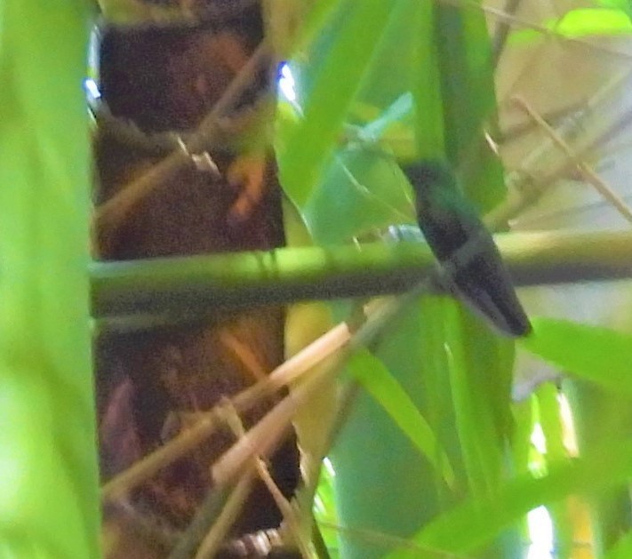 gyllenmango - ML644545648