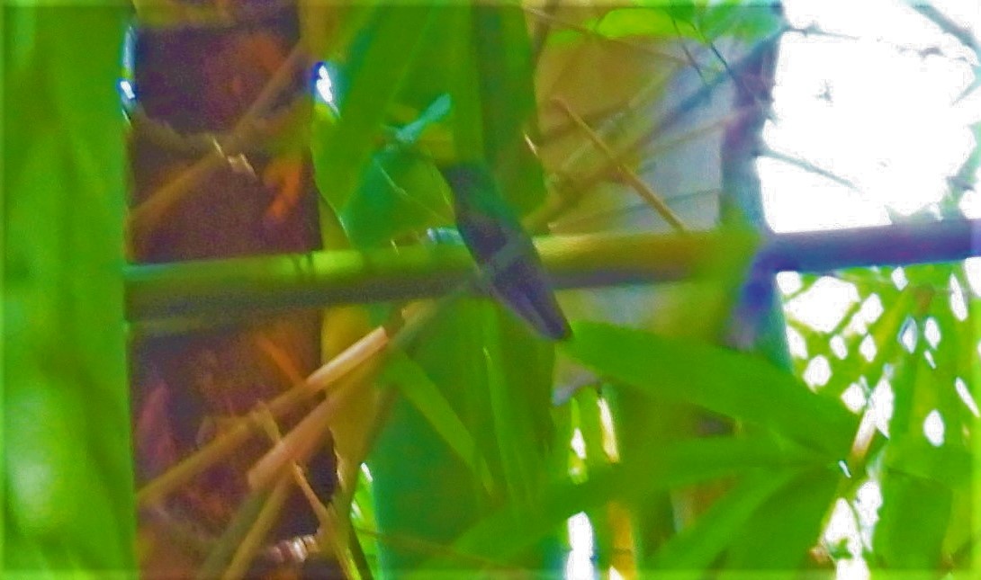 gyllenmango - ML644545649