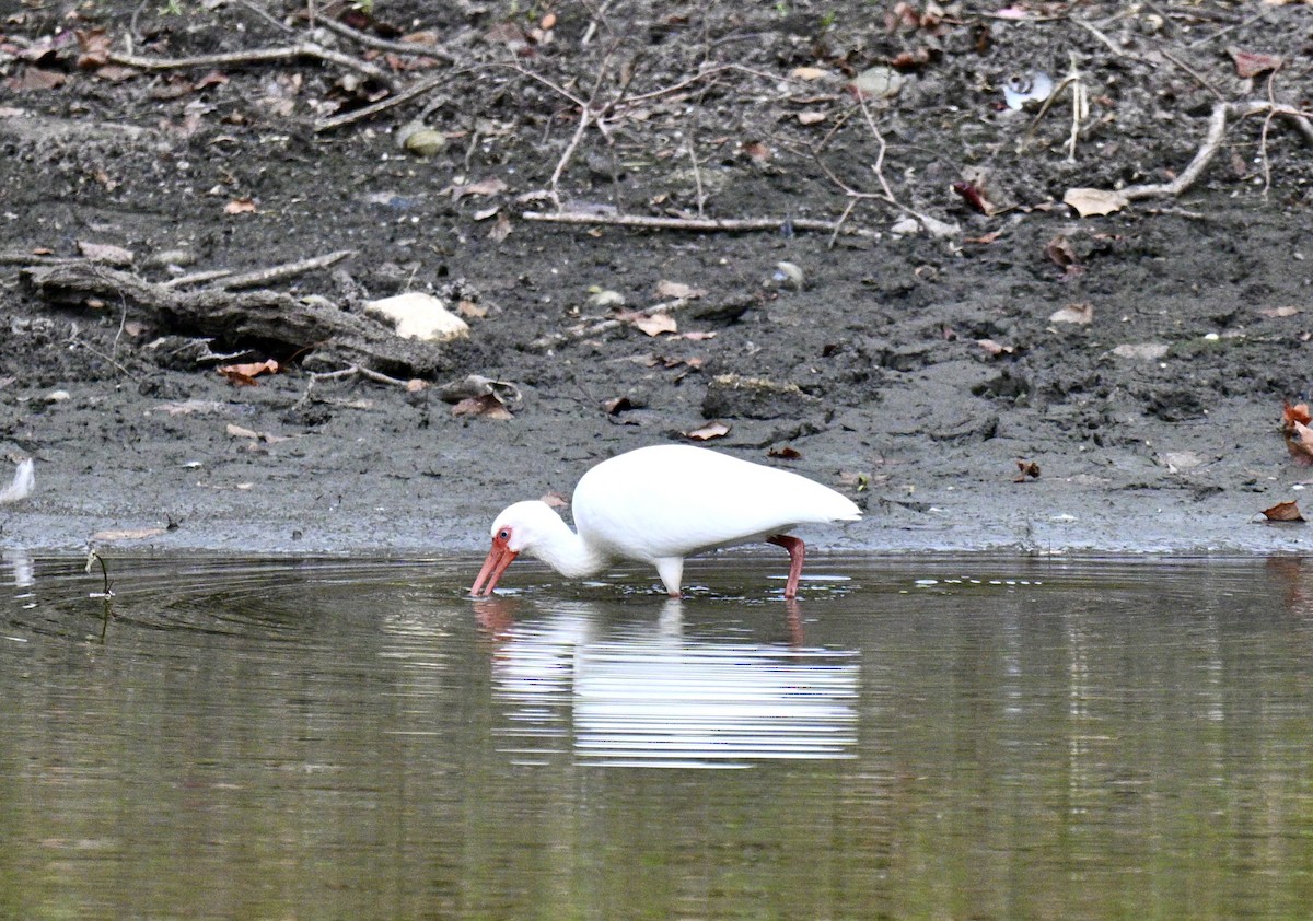 hvitibis - ML644545650