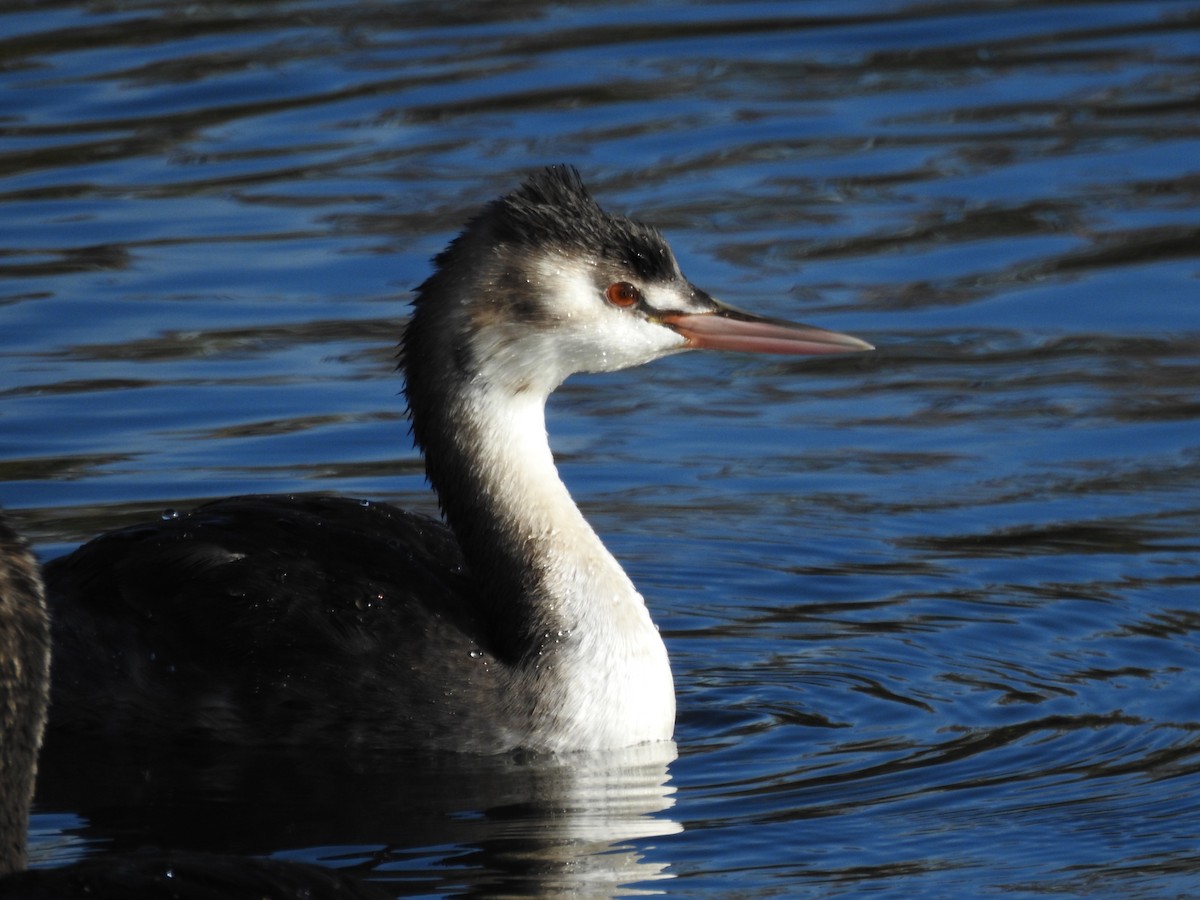 toppdykker - ML644545651