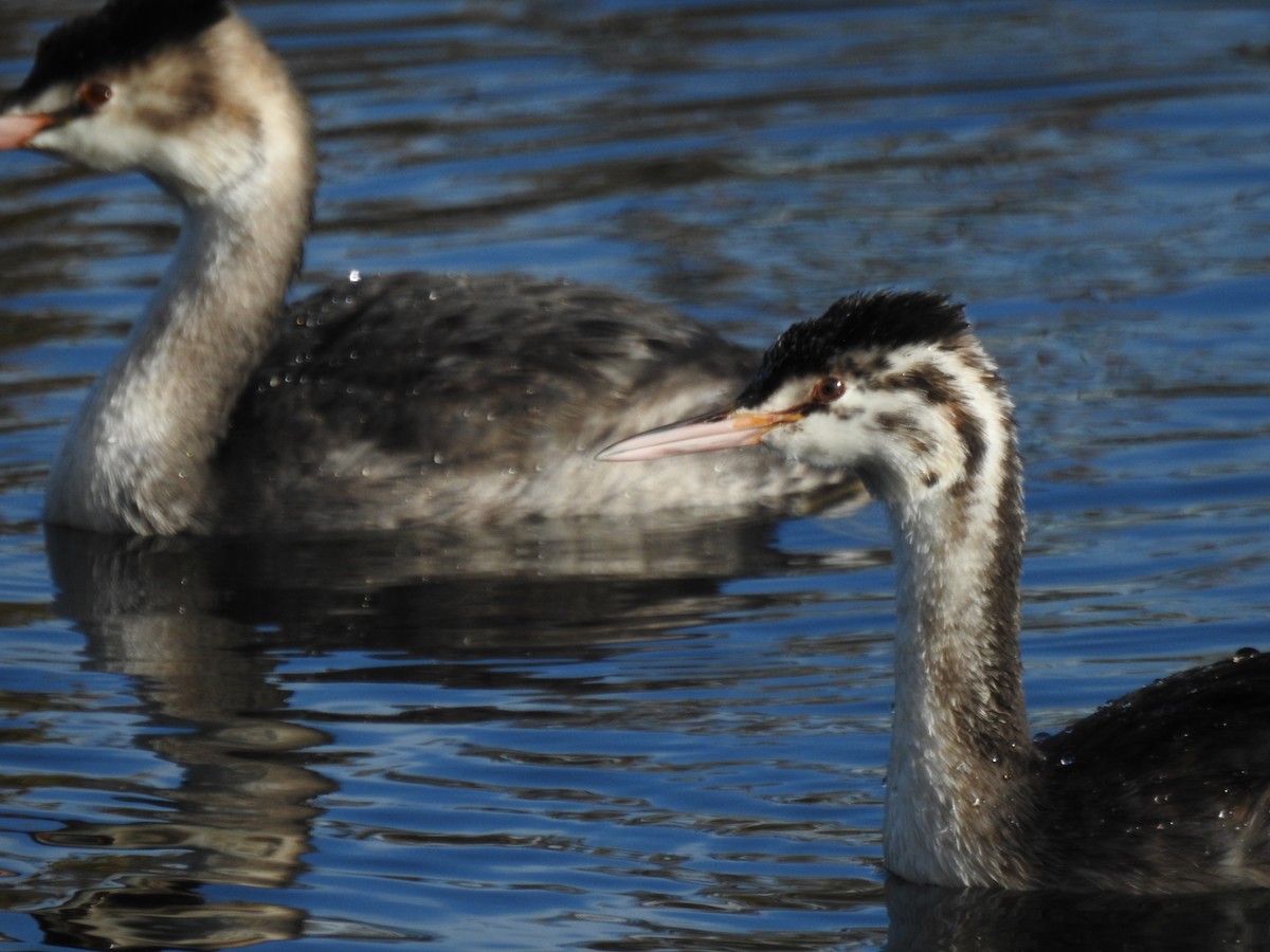 toppdykker - ML644545652