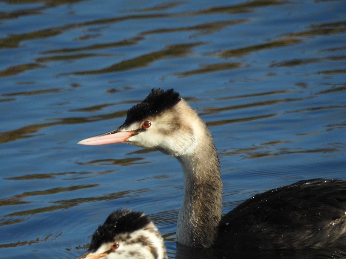 toppdykker - ML644545653