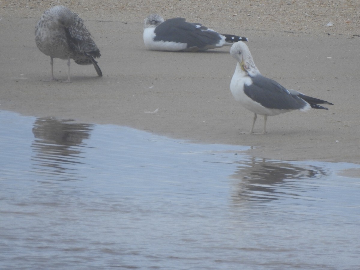 gulbeinmåke/sildemåke - ML644545656