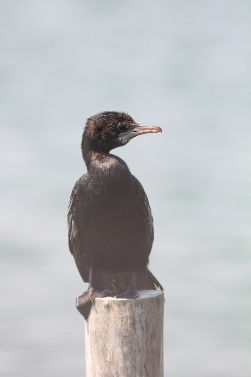 Little Cormorant - ML644545658