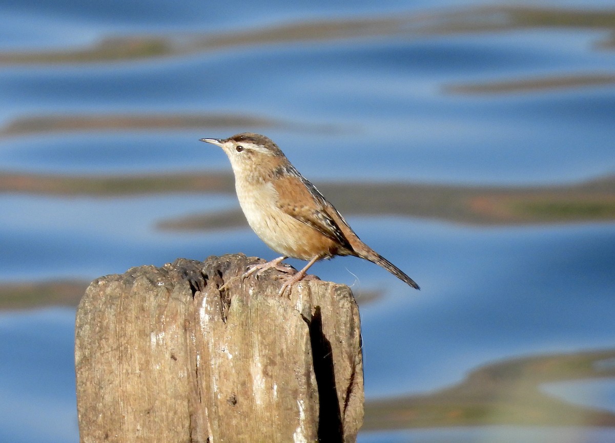 myrsmett - ML644545659