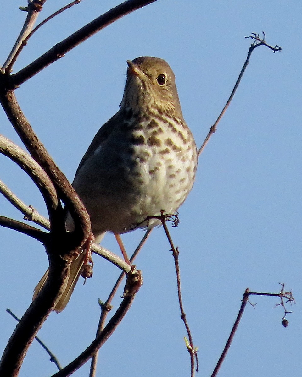 eremittskogtrost - ML644545660