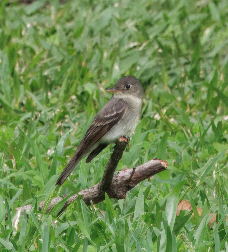 østpivi - ML644545661