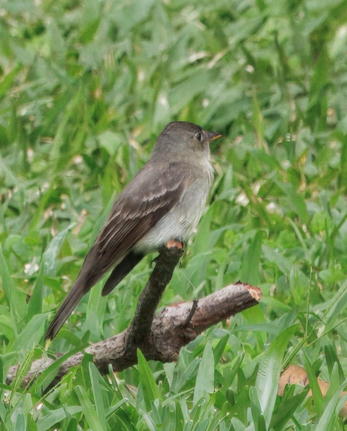 østpivi - ML644545662