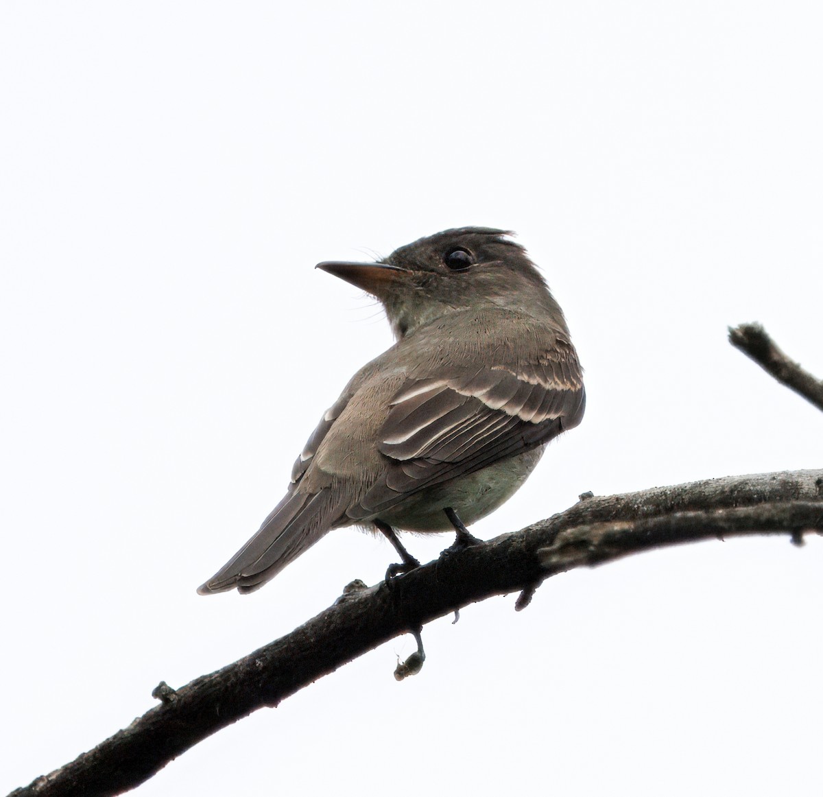 østpivi - ML644545663