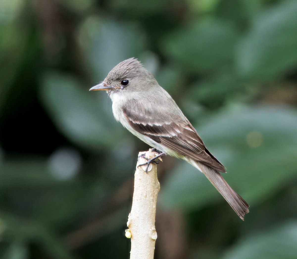 østpivi - ML644545664