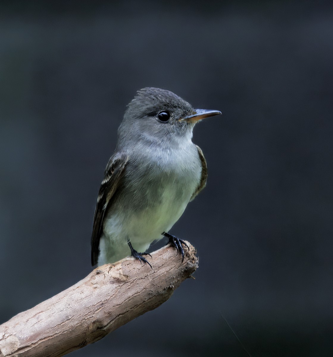 østpivi - ML644545665