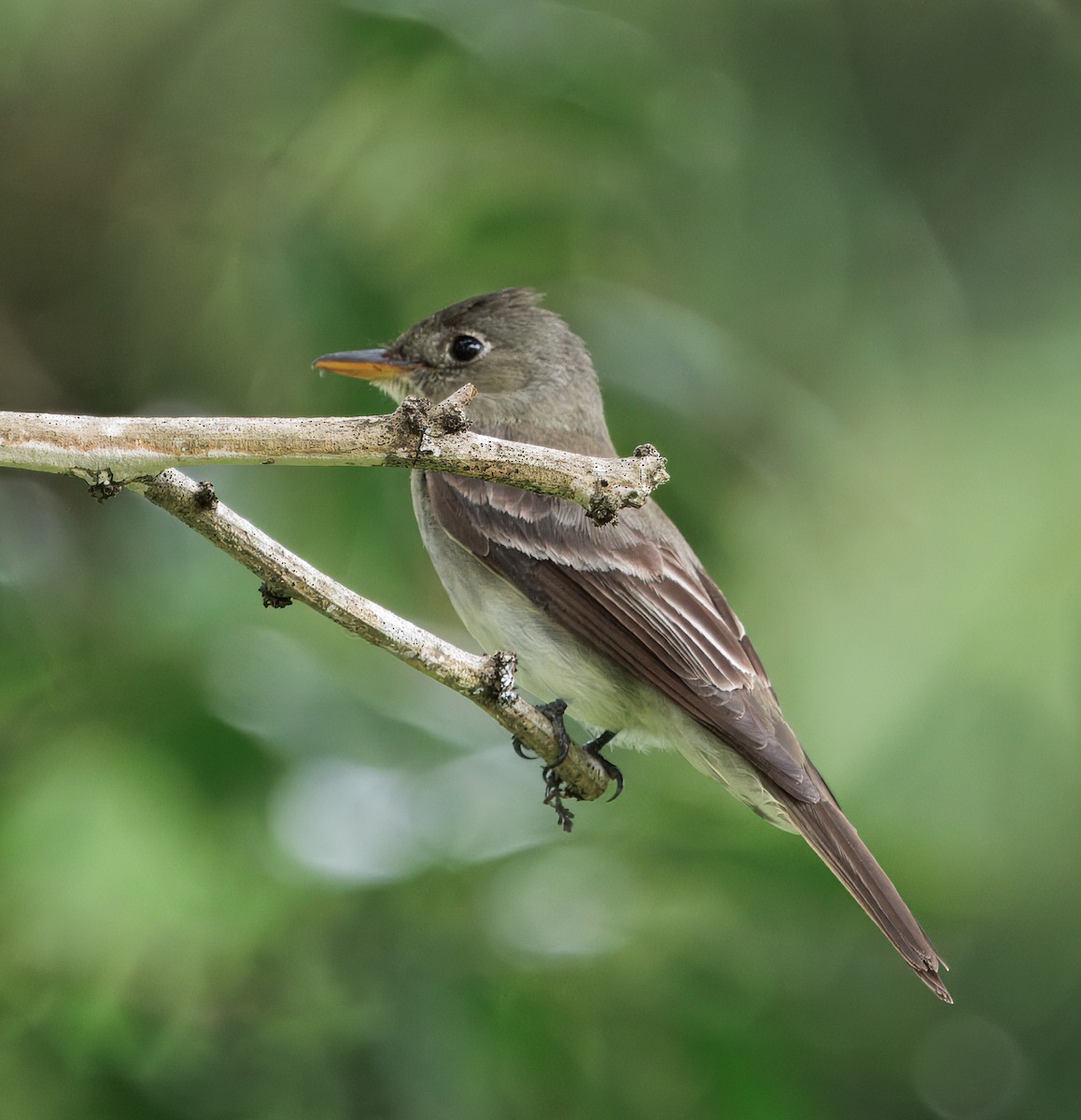 østpivi - ML644545666