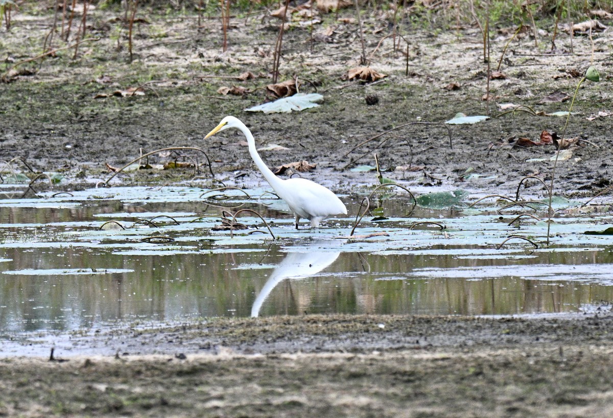 egretthegre - ML644545668