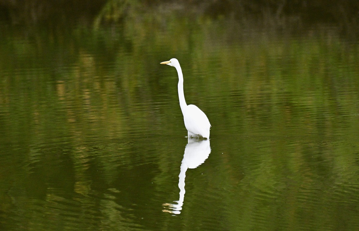 egretthegre - ML644545669