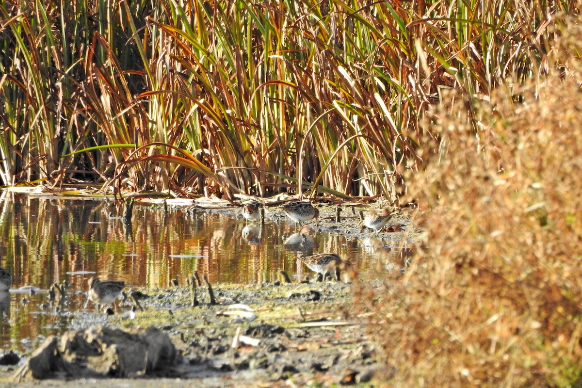 kanadabekkasin - ML644545672