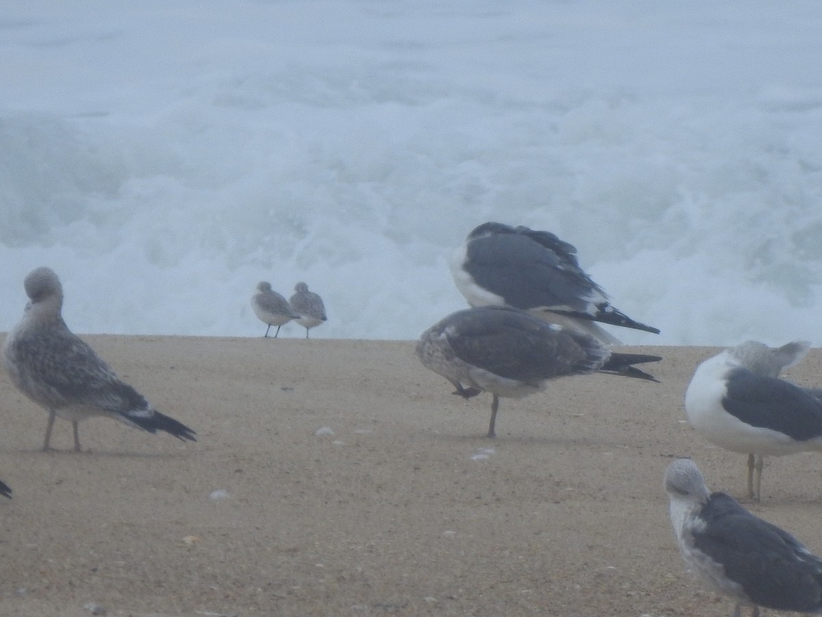 Sanderling - ML644545673