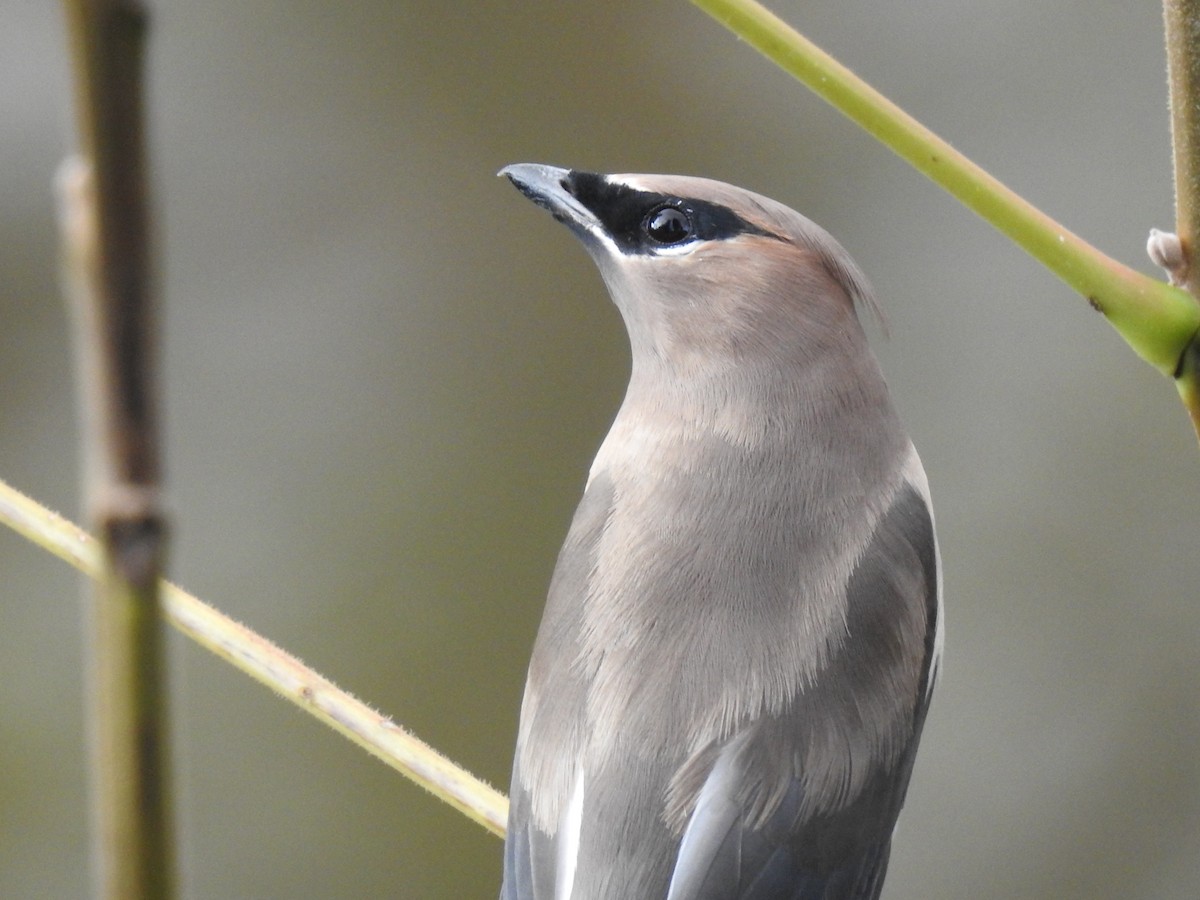 einersidensvans - ML644545674