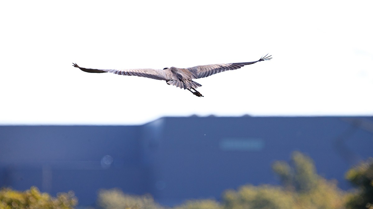 Amerika Gri Balıkçılı - ML644545675