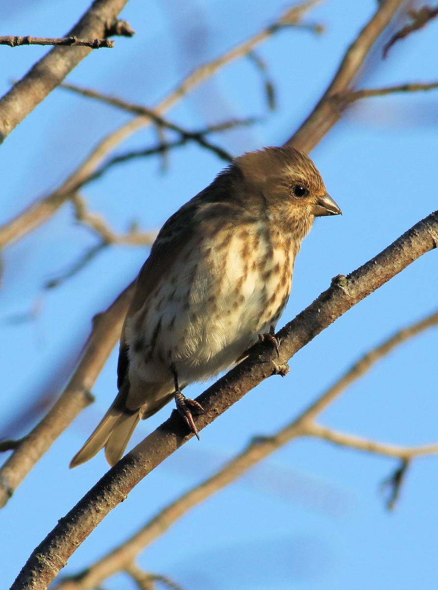 Purple Finch - ML644545681