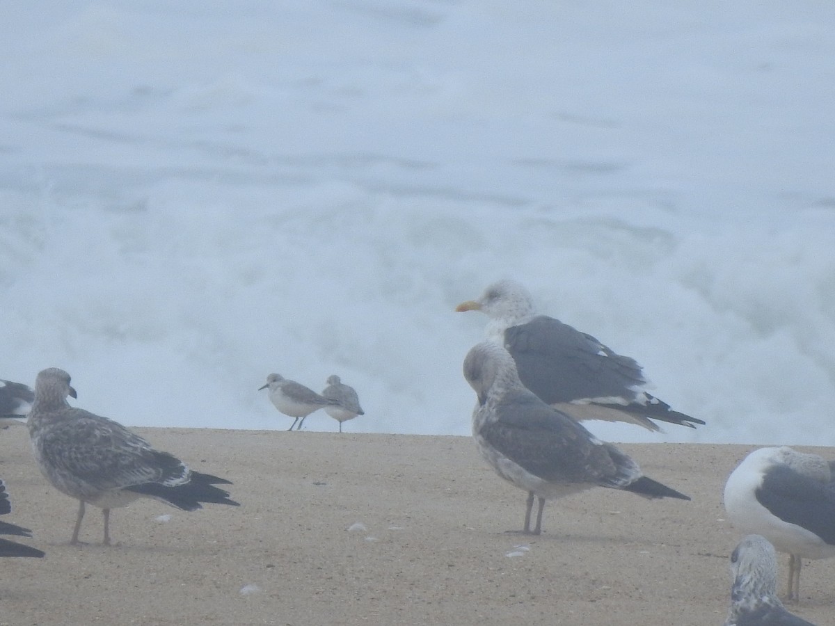 Sanderling - ML644545682