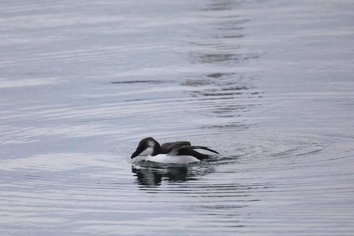 Razorbill - ML644545685