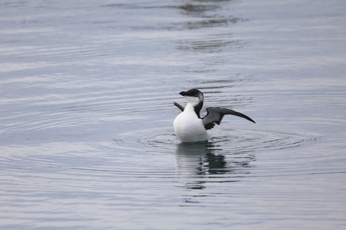 Razorbill - ML644545686