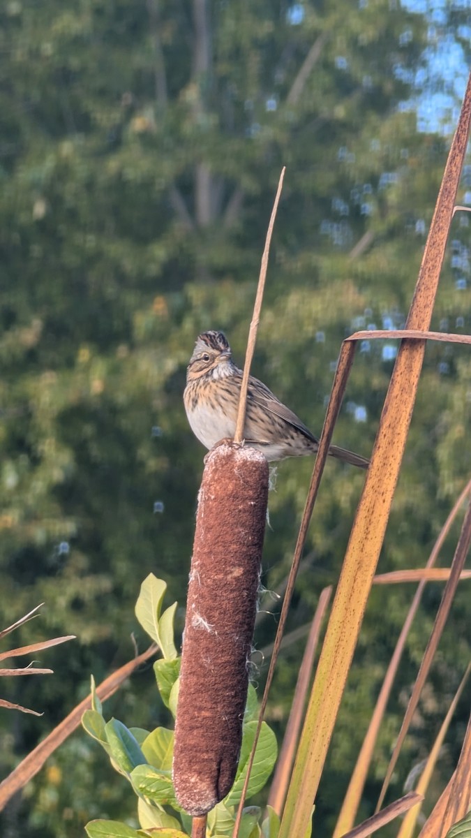 strnadec pruhohlavý - ML644545695