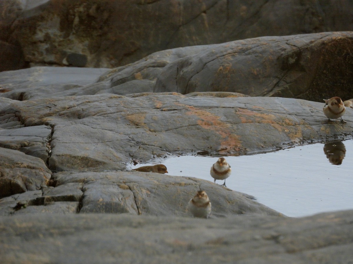 Цасч хөмрөг - ML644545697