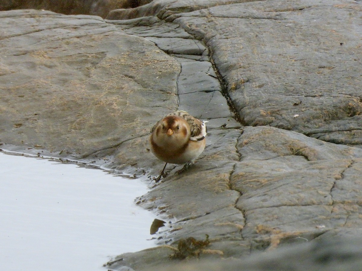 Цасч хөмрөг - ML644545698