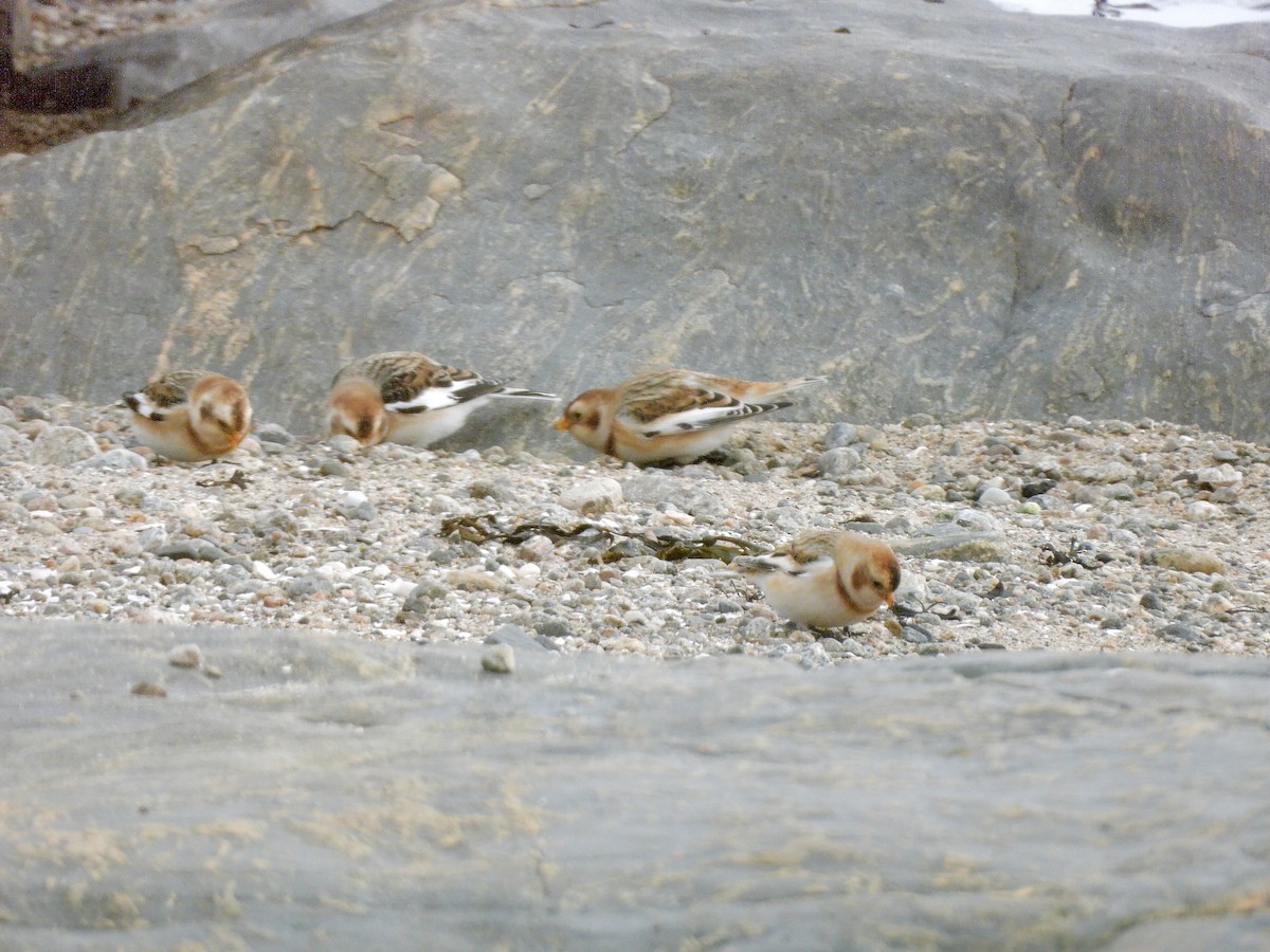 Цасч хөмрөг - ML644545699