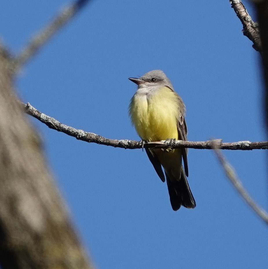 Western Kingbird - ML644545717