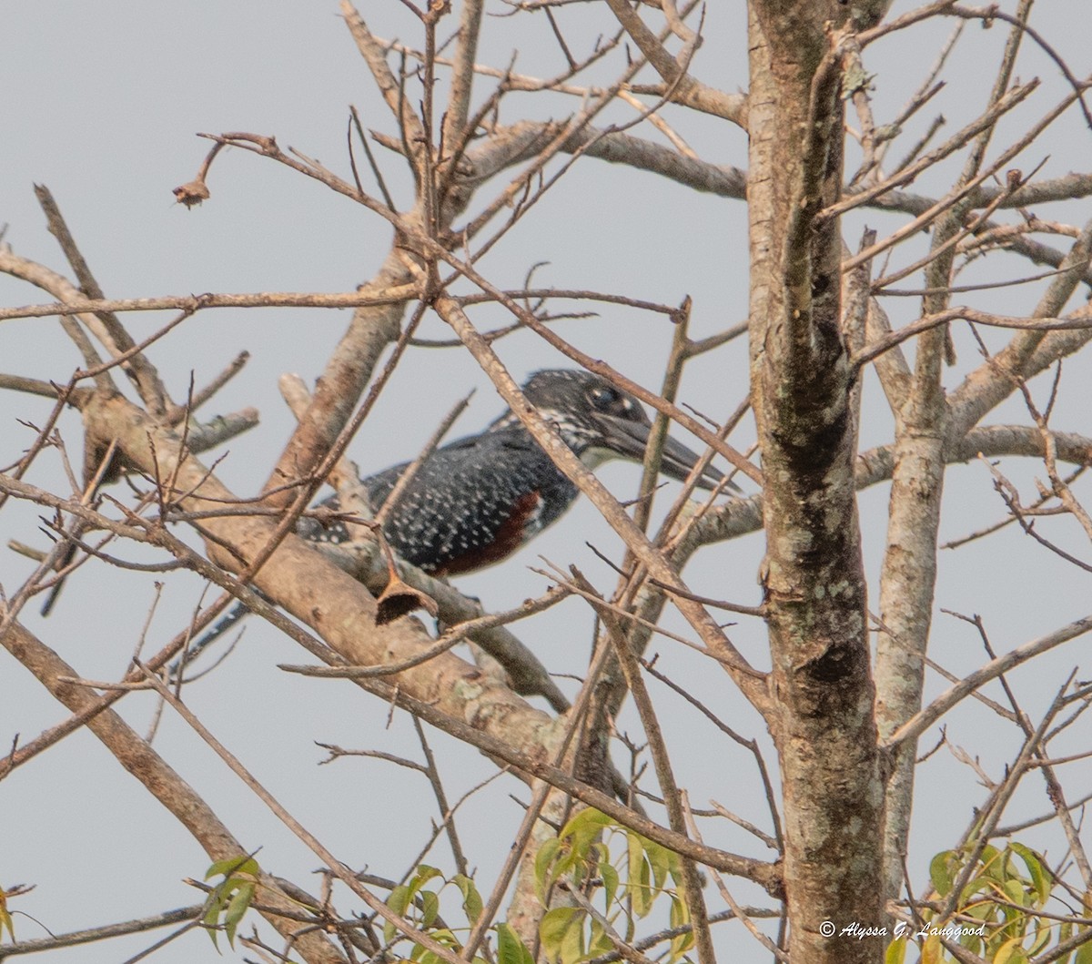 Giant Kingfisher - ML644545730