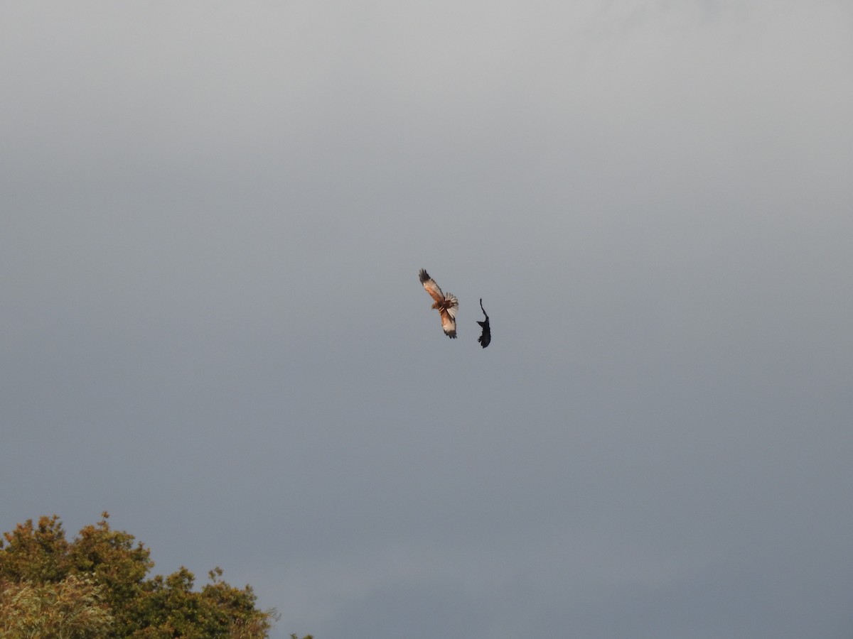 Saz Delicesi - ML644545733