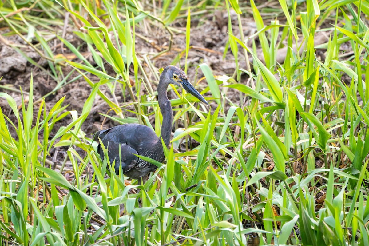 Great-billed Heron - ML644545739