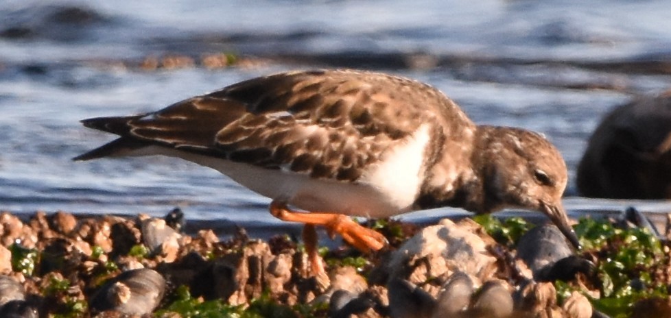 Tournepierre à collier - ML644545755