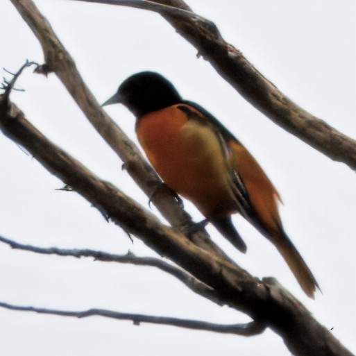 Oriole de Baltimore - ML644545758