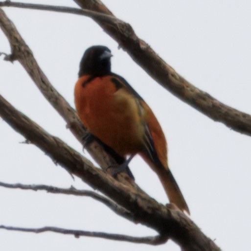 Oriole de Baltimore - ML644545759