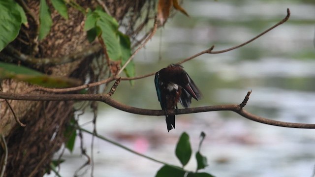 Martin-chasseur de Smyrne - ML644545760