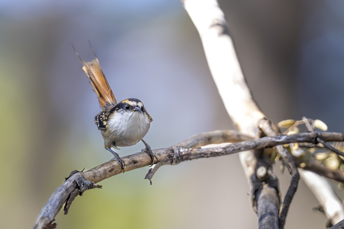 Thorn-tailed Rayadito - ML644545762