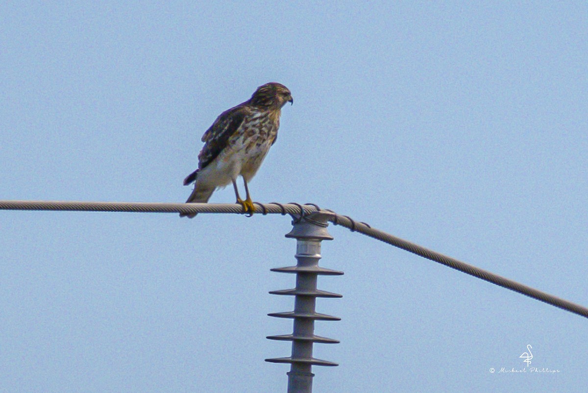Red-shouldered Hawk - ML644545768