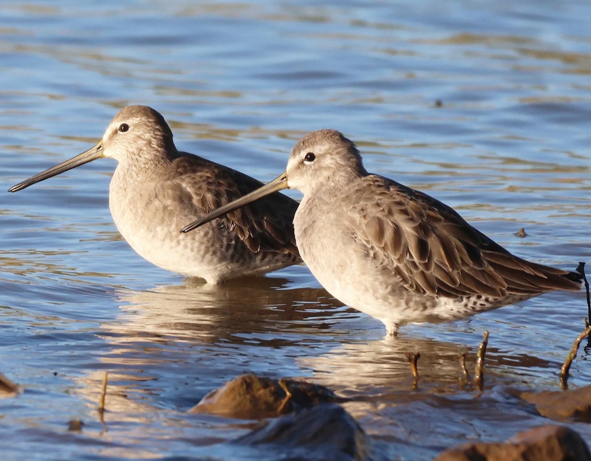 Long-billed Dowitcher - ML644545774