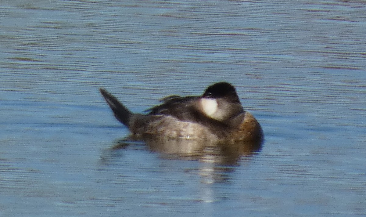 Ruddy Duck - ML644545775