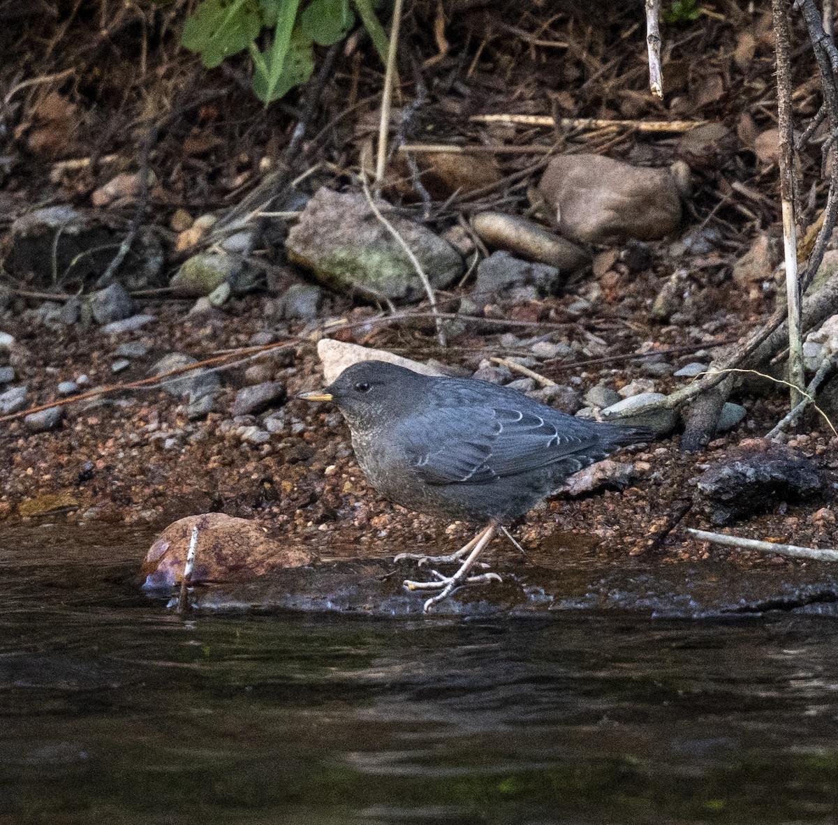 American Dipper - ML644545776
