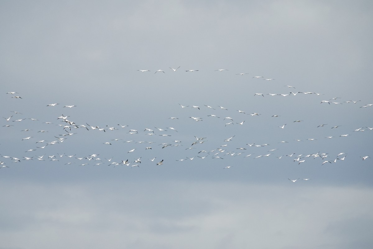 American White Pelican - ML644545779