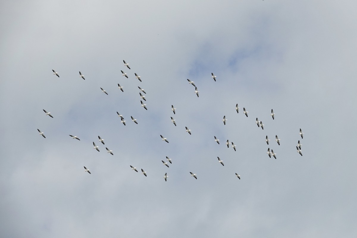 American White Pelican - ML644545780