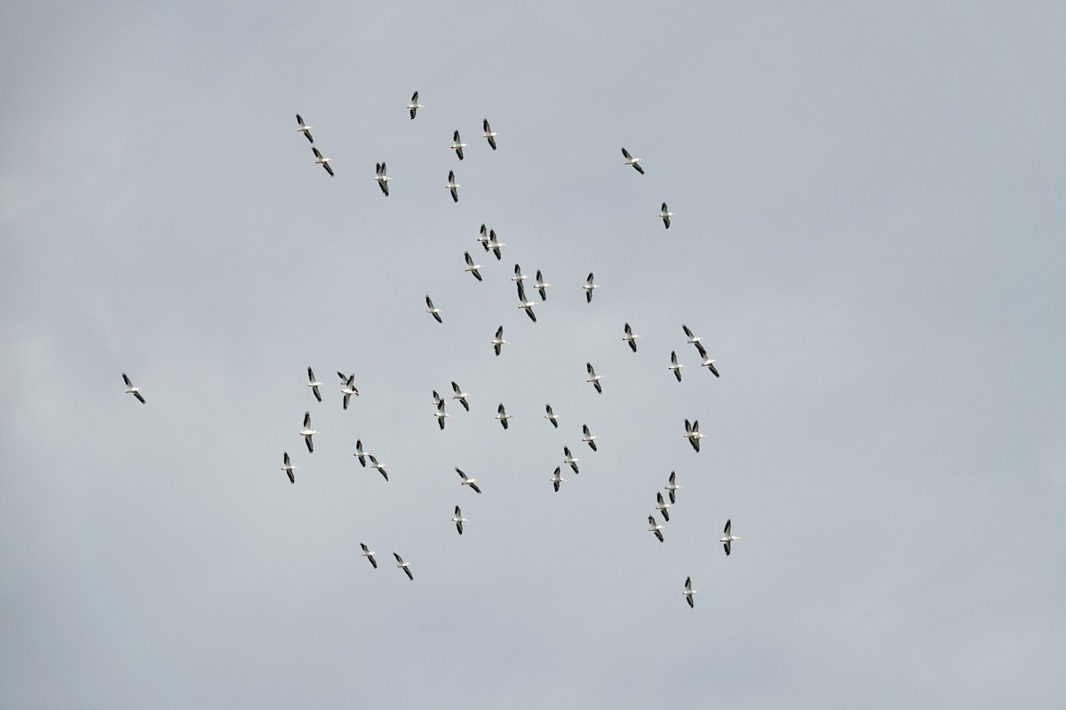 American White Pelican - ML644545781