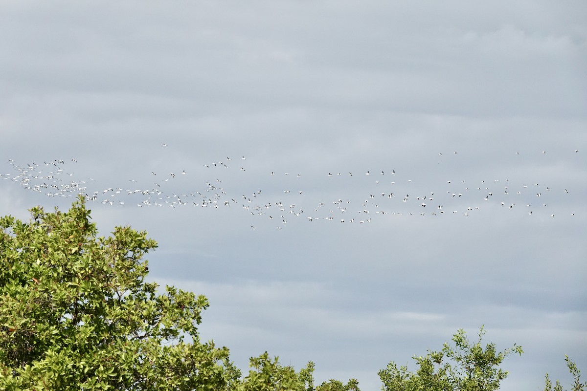 American White Pelican - ML644545783
