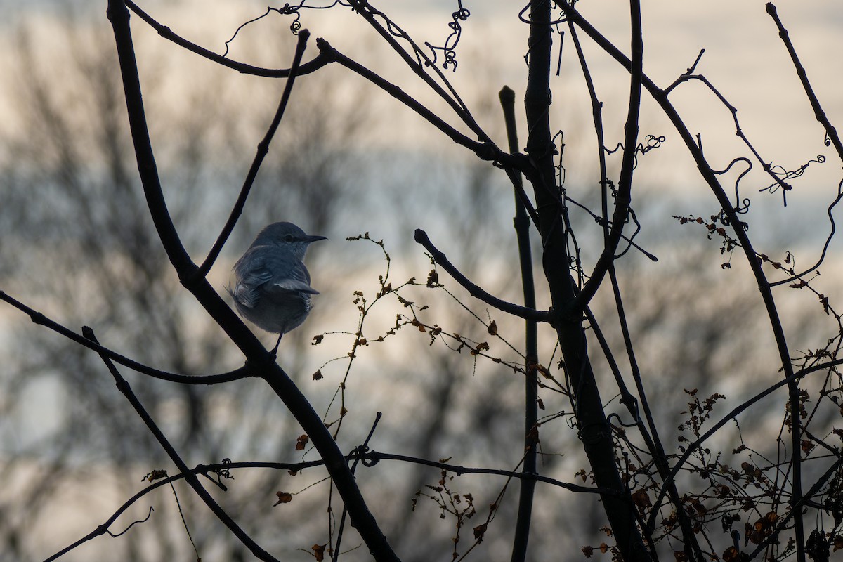Пересмішник багатоголосий - ML644545785